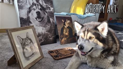 sherpa chanel|sherpa husky new video.